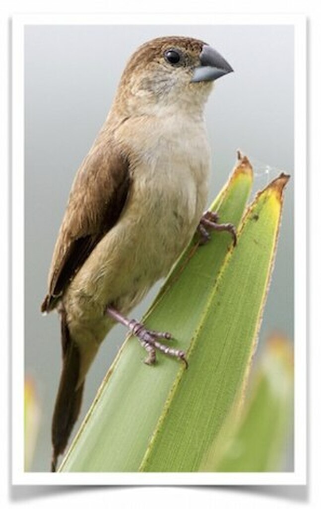 Buy Indian Silverbill Online