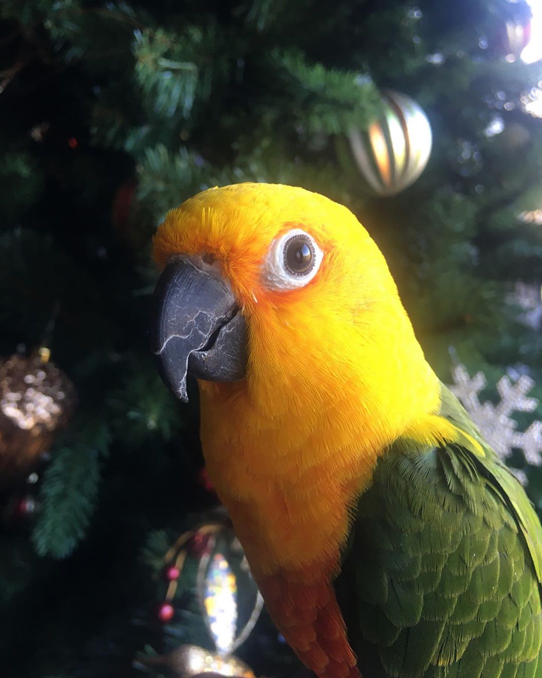 Jenday Conure