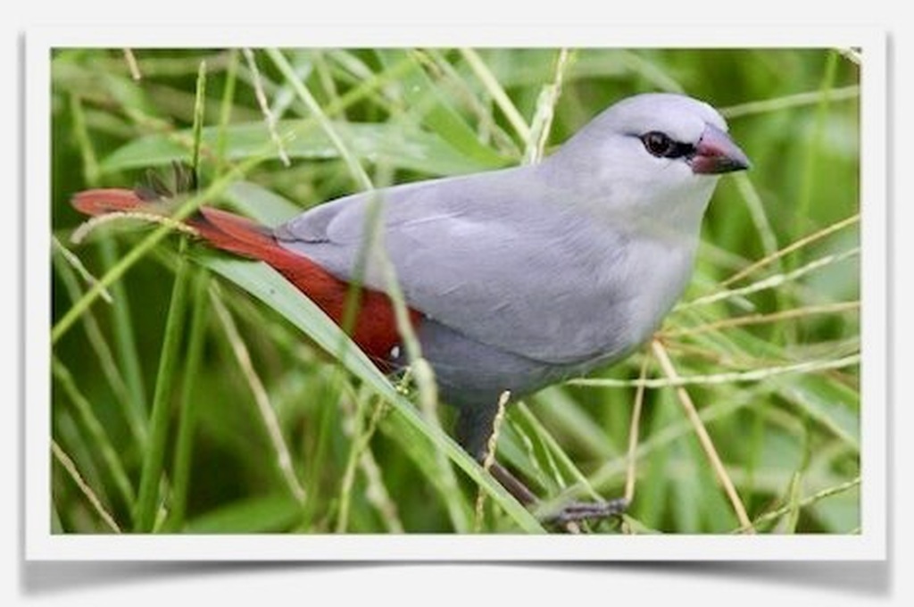 Buy Lavender Waxbill Online