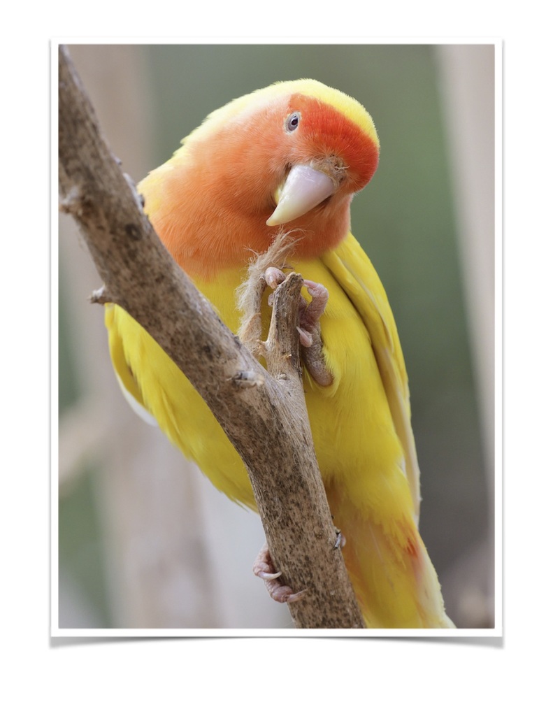 Buy Lutino Peach Face Lovebird Online - Image 2