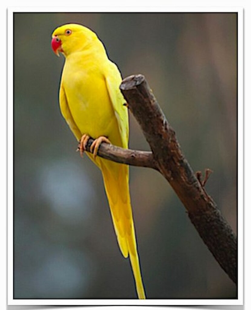 Buy Lutino Indian Ringneck Parakeet Online