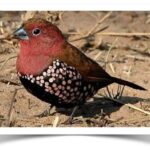 Rosy Twinspot