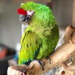 Military macaw
