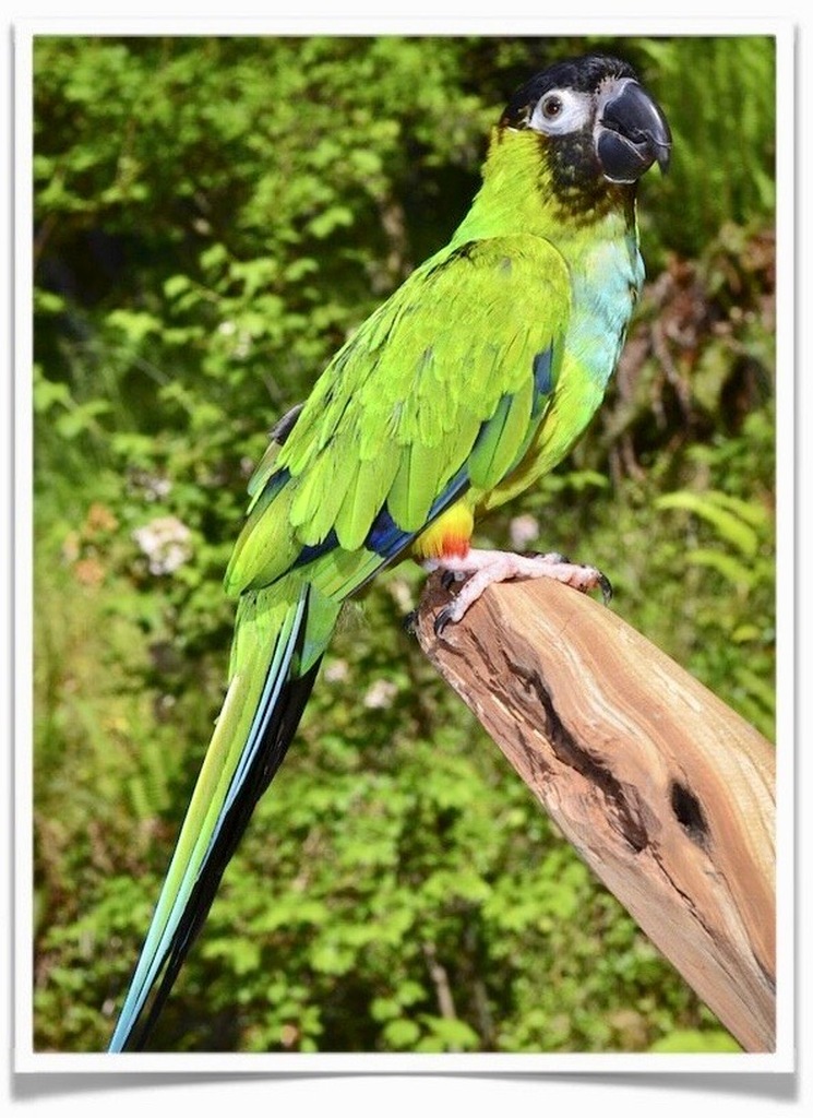 Buy Nanday Conure Online