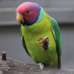 PLUM HEADED PARAKEET FOR SALE