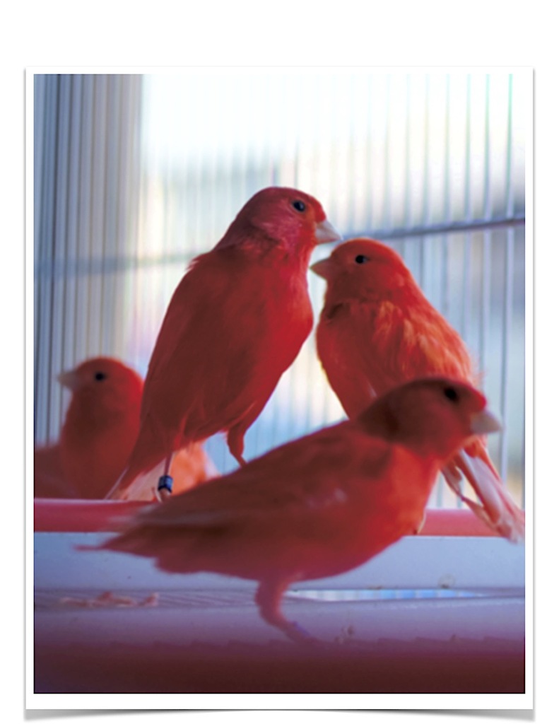 Buy Red Factor Canary Online
