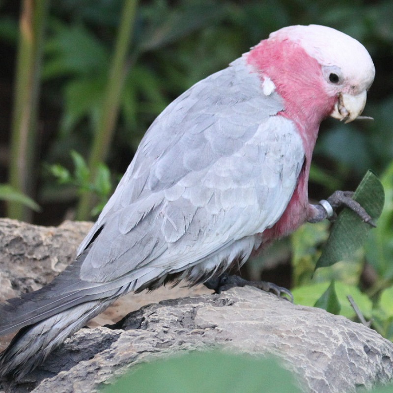 ROSE BREASTED COCKATOO FOR SALE