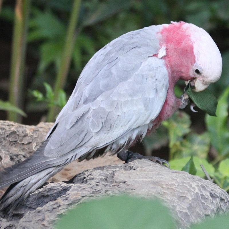 ROSE BREASTED COCKATOO FOR SALE - Image 3