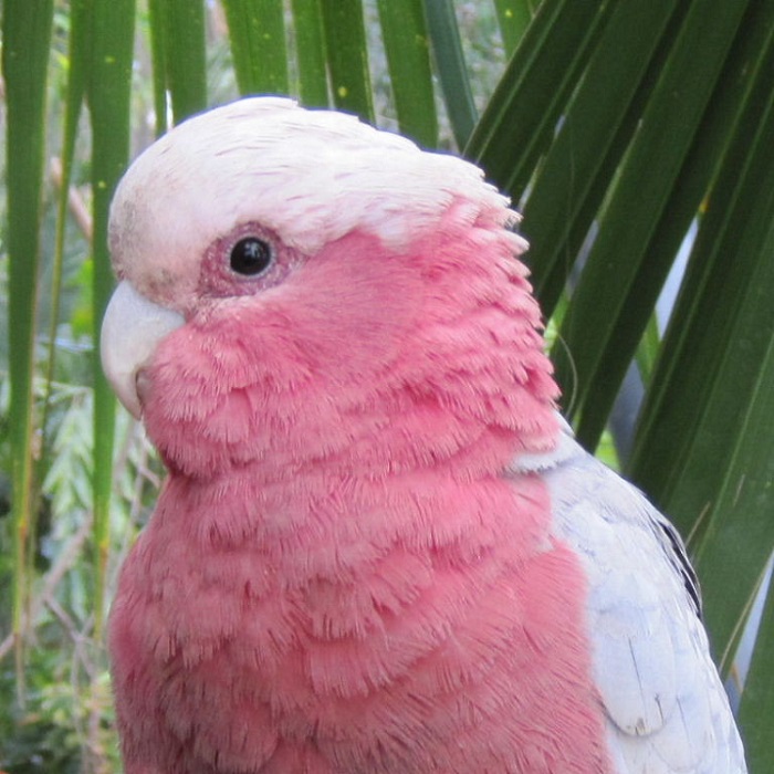 ROSE BREASTED COCKATOO FOR SALE - Image 4