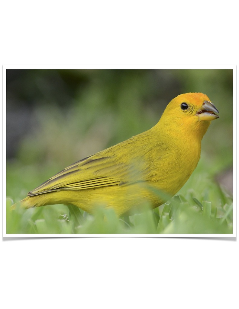 Buy Tanager Saffron (Saffron Finch) Online - Image 4