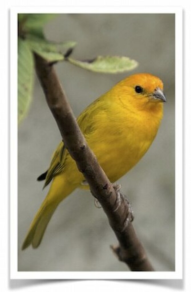 Buy Tanager Saffron (Saffron Finch) Online - Image 3