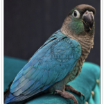 Buy Turquoise Green-Cheeked Conure Online