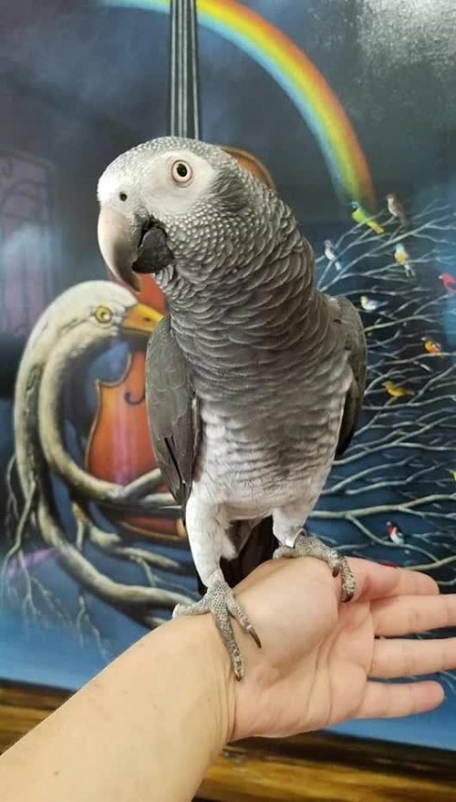 TIMNEH AFRICAN GREY FOR SALE - Image 3