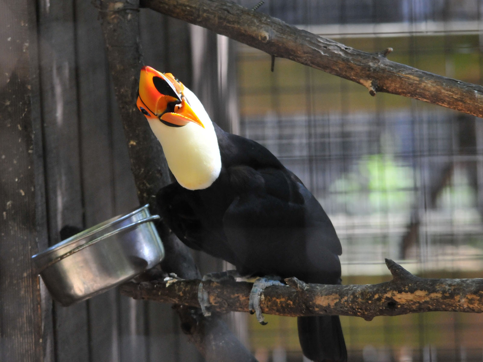 Buy Toco Toucan For Sale Online - Image 2