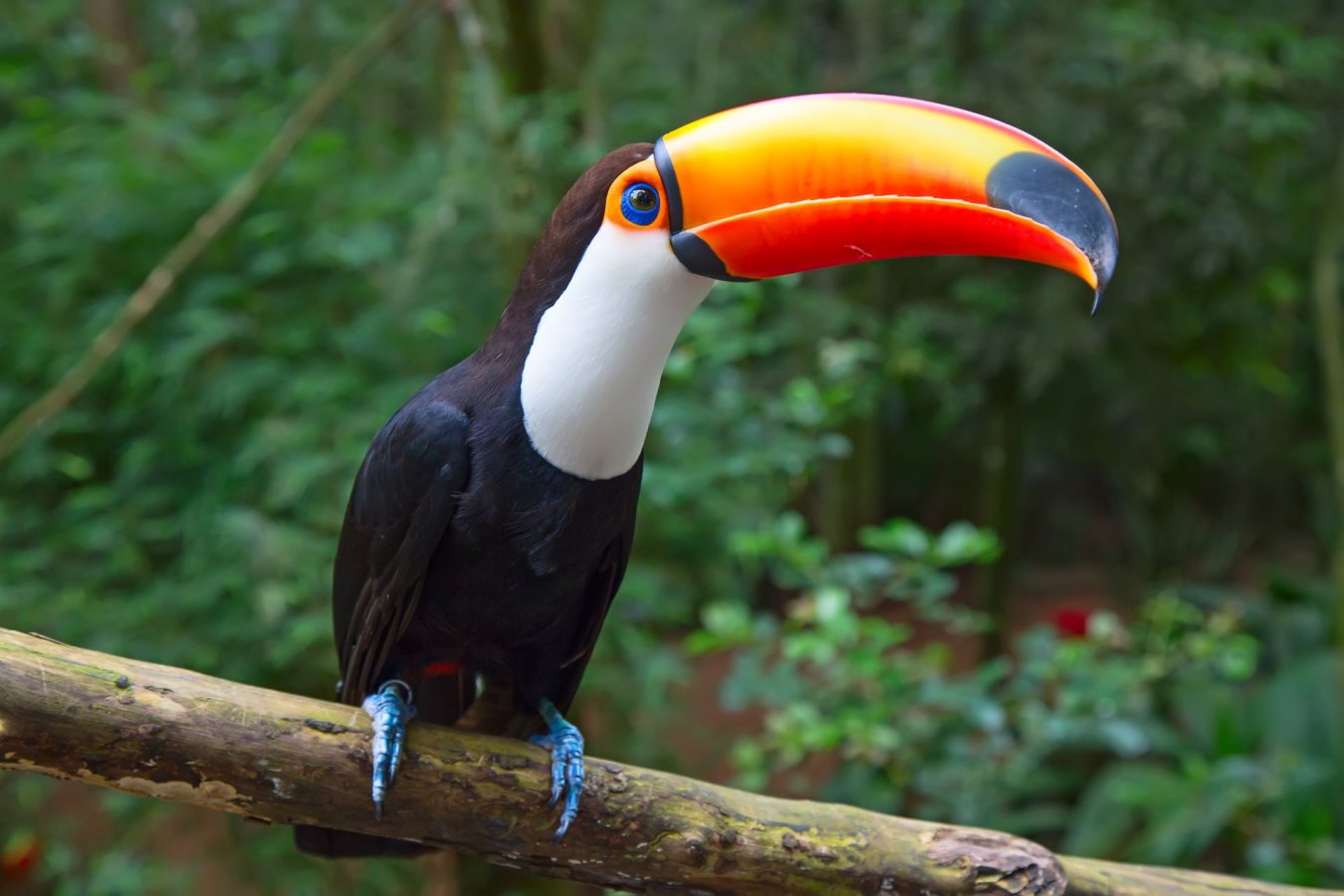 Buy Toco Toucan For Sale Online