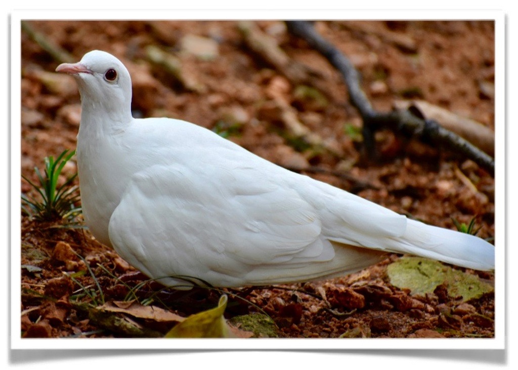 Buy Ring-necked Dove - White Ring-necked Doves, (Streptopelia risoria) Online