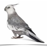 Buy Cockatiel - White-faced Online