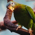 Yellow-billed amazon