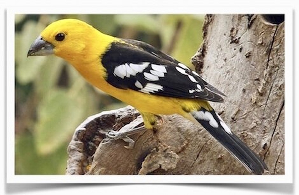 Buy Golden Bellied Grosbeaks Online