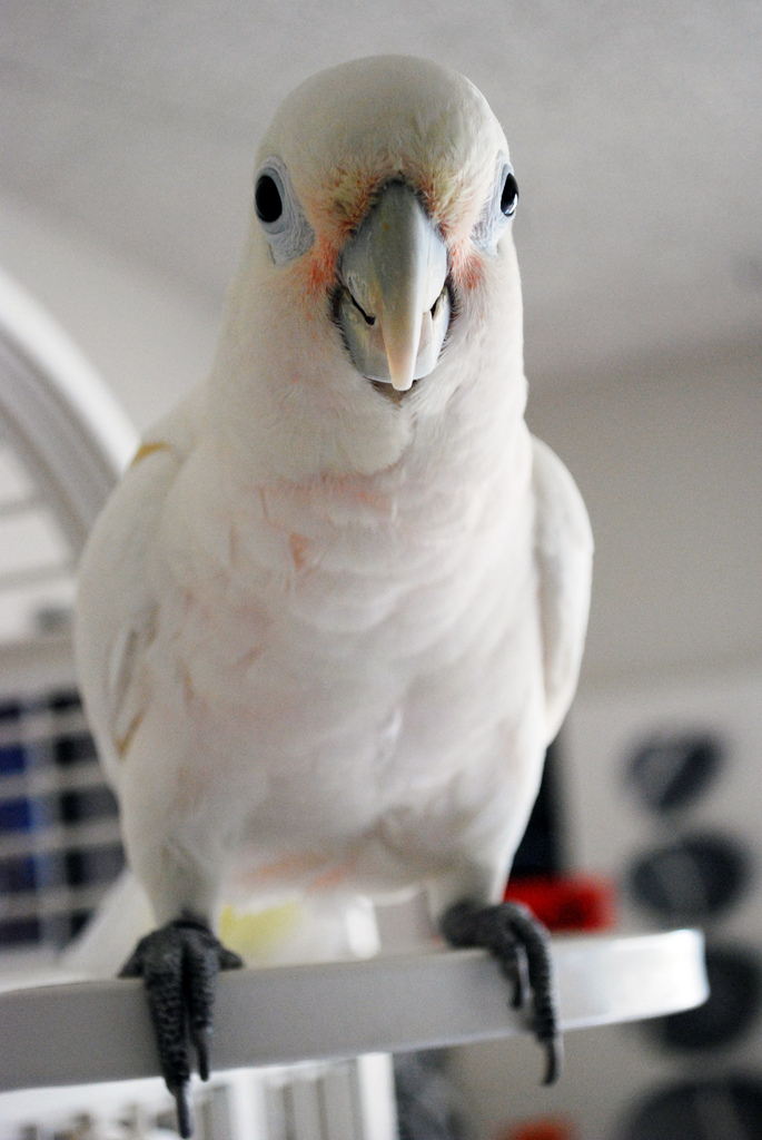 Goffin's Cockatoo