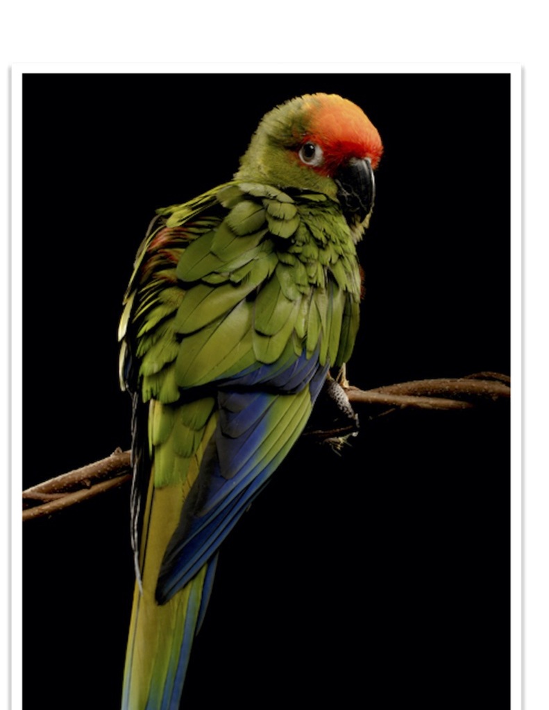 Buy Gold Capped Conure Online - Image 2