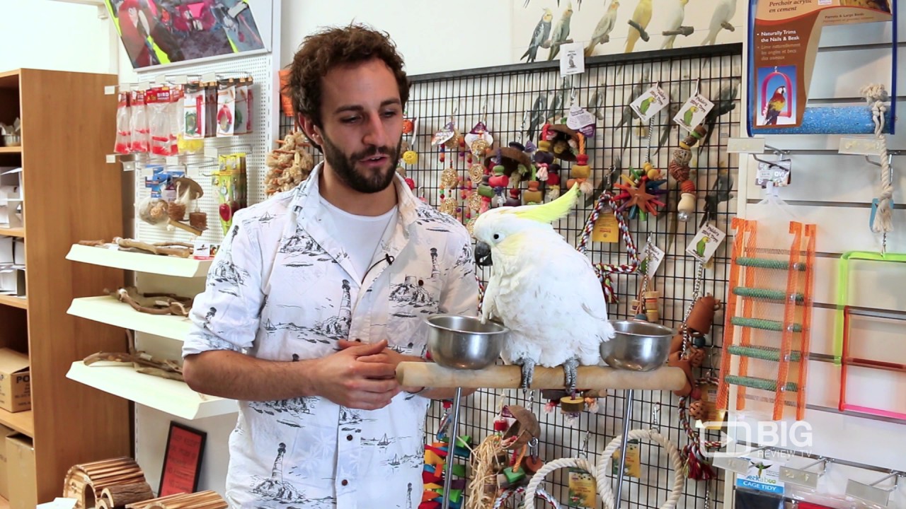 Buy Exotic Birds For Sale