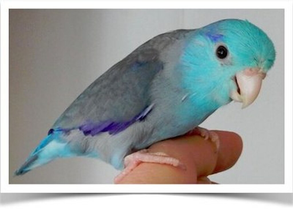Buy Blue Parrotlet Online