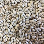 Safflower
