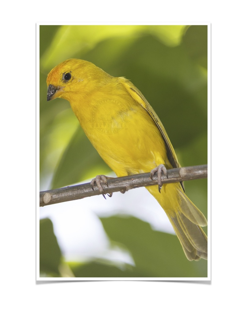 Buy Tanager Saffron (Saffron Finch) Online - Image 2