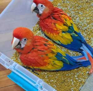 Macaws For Sale