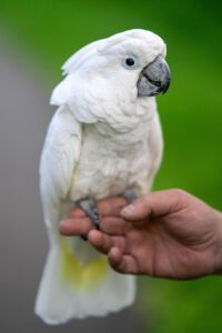 Cockatoo For Sale