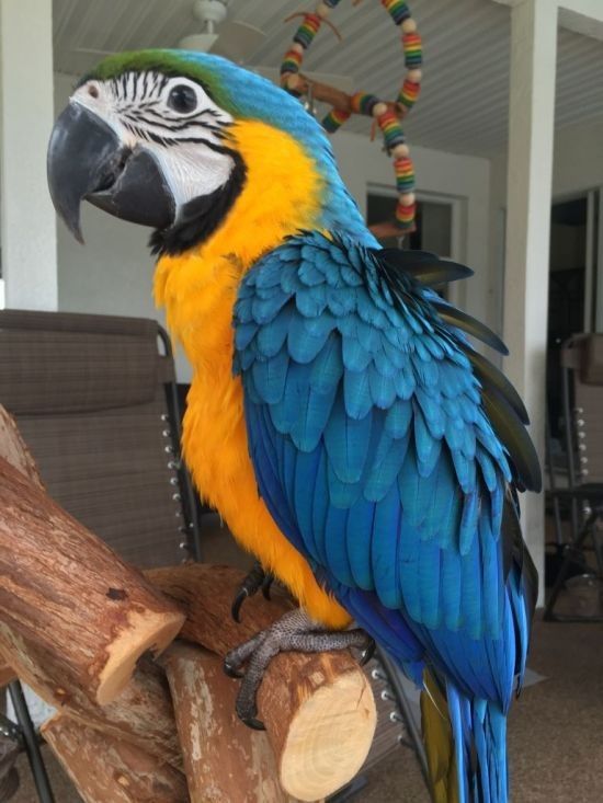 Blue and Gold Macaw: Blue and Gold Macaw For Sale