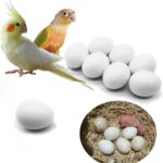 buy 4 cockatiel eggs for sale
